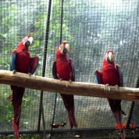 Foto: Parque das Aves. - Foz do Iguazú