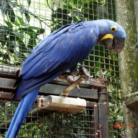 Foto: Parque das Aves. - Foz do Iguazú