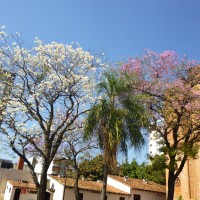 Foto: Tajy o Lapacho y Mbokaja o cocotero - Asunción