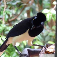 Foto: Parque das aves. - Foz do Iguaçu