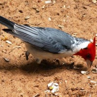 Foto: Parque das aves. - Foz do Iguaçu