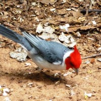 Foto: Parque das aves. - Foz do Iguaçu