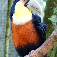 Foto: Parque das aves. - Foz do Iguaçu