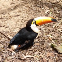 Foto: Parque das aves. - Foz do Iguaçu