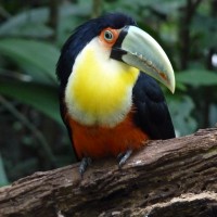 Foto: Parque das aves. - Foz do Iguaçu