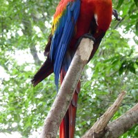 Foto: Parque das aves. - Foz do Iguaçu