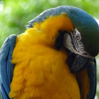Foto: Parque das aves. - Foz do Iguaçu