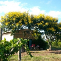 Foto de Bella Union
