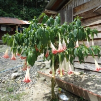 Foto de Mera (Pastaza)