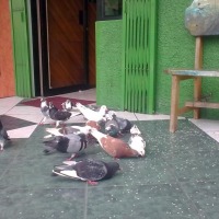 Foto de Puyo
