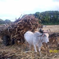 Foto: CAÑA DE AZUCAR - Rivas
