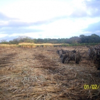 Foto: CORTA DE CAÑA - Rivas