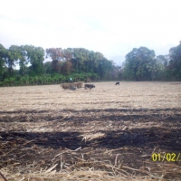 Foto: CORTA DE CAÑA - Rivas
