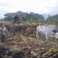 Foto: CORTA DE LA CAÑA - Rivas