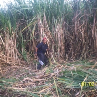 Foto: CORTA DE LA CAÑA - Rivas