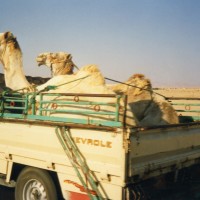 Foto: Camels! - Ras Sudr