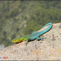 Foto: Colorida Lagartija - Lo Miranda
