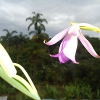 Foto: Orquídea silvestre - Shell