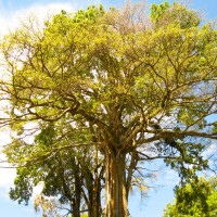 Foto: Ficus - Matagalpa