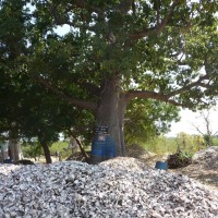 Foto de Lamin Lodge