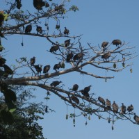 Foto de Sindola