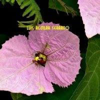 Foto de Abancay