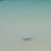 Foto de Isla de Coche