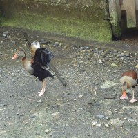Foto: patos - Shell