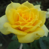 Foto: Flor - Shell