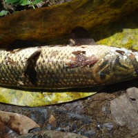 Foto: Guanchiche - Shell