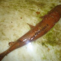 Foto: Guanchiche - Shell