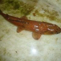 Foto: Guanchiche - Shell