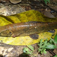 Foto: Guanchiche - Shell