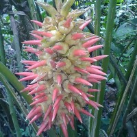Foto: Heliconia - Shell
