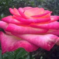 Foto: Rosa - Shell