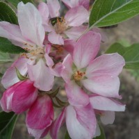Foto: Flor de la manzana - Bayushig
