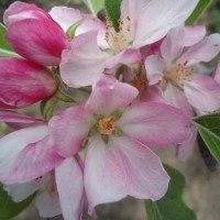 Foto: Flor de manzano - Bayushig