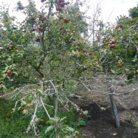 Foto: Planta de manzana. - Bayushig
