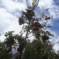 Foto: Hermosas manzanas - Bayushig