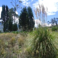 Foto: Planta de Sigse - Bayushig