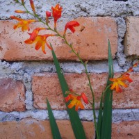 Foto: Orquídea - Bayushig