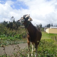 Foto: Un chivo - Bayushig