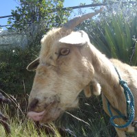 Foto: Una chiva o cabra - Bayushig