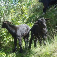 Foto: Chivos bebes - Bayushig