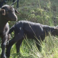 Foto: Chivos bebes - Bayushig