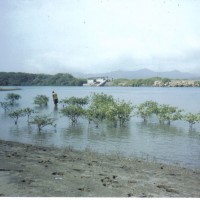 Foto: Costa - Crucita