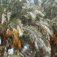 Foto: Palmeras De Dátiles - Menfis