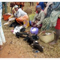 Foto: Señoras vendiendo gallinas - Ambalamanakana
