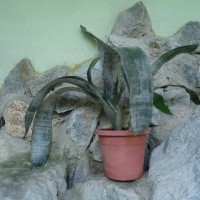 Foto: Foto del Orquideario - Puyo