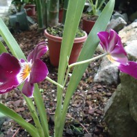 Foto: Foto del Orquideario - Puyo